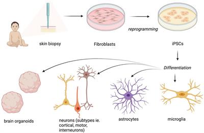 Pre-clinical Investigation of Rett Syndrome Using Human Stem Cell-Based Disease Models